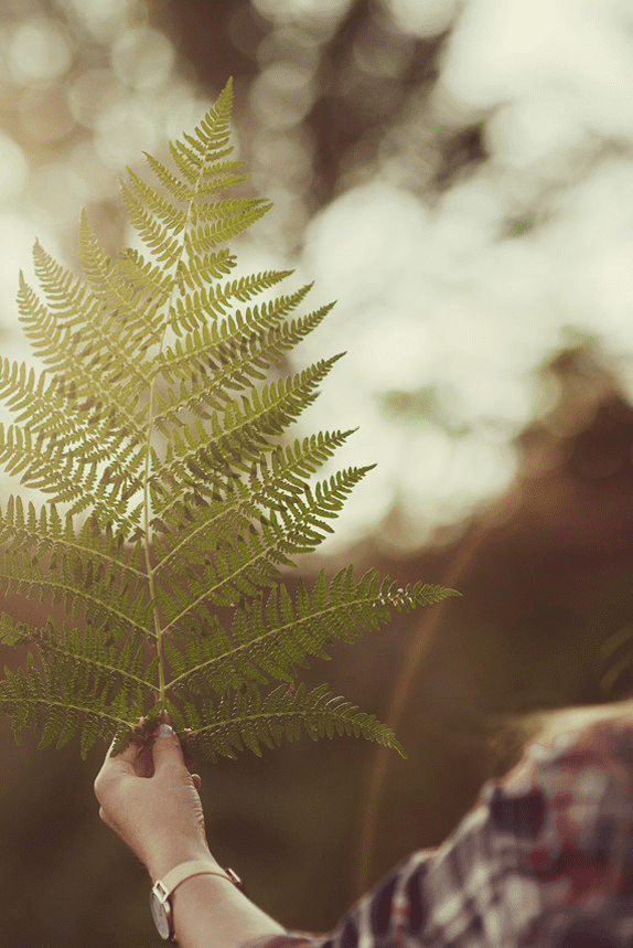 photo of tree branch