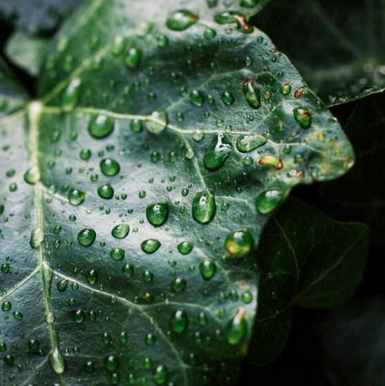 leaf with rain drops